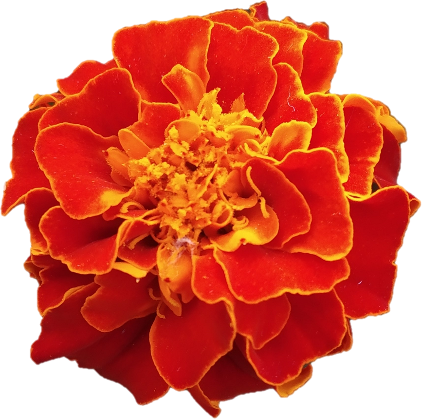 Cutout of Marigold Flower